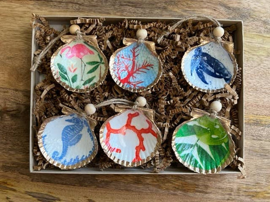 Coastal Mini Shell 6 Pack