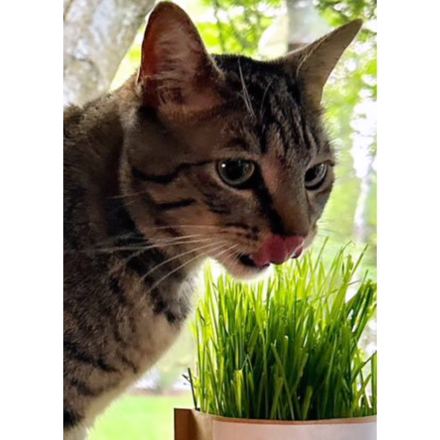Pet Bowl | Cat Grass | Pet Treat | Cat Gift: Cat Grass