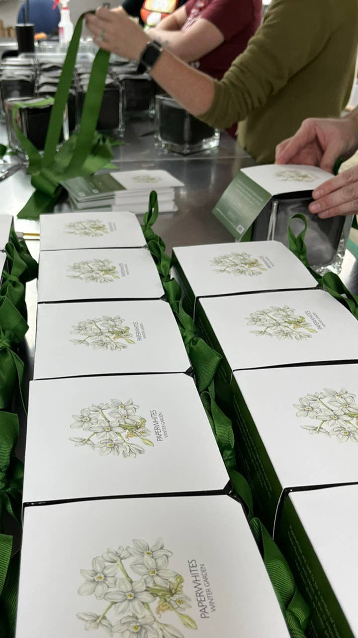 Paperwhites Winter Garden | Fall & Christmas | Best Seller