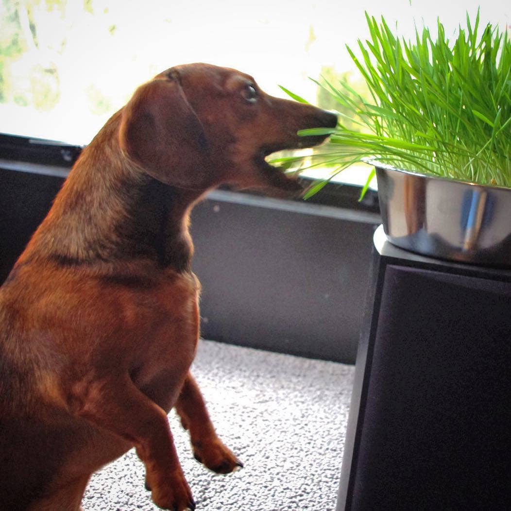 Pet Bowl | Dog Grass | Pet Treat | Dog Gift: Dog Grass