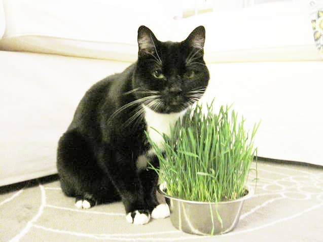 Pet Bowl | Cat Grass | Pet Treat | Cat Gift: Cat Grass