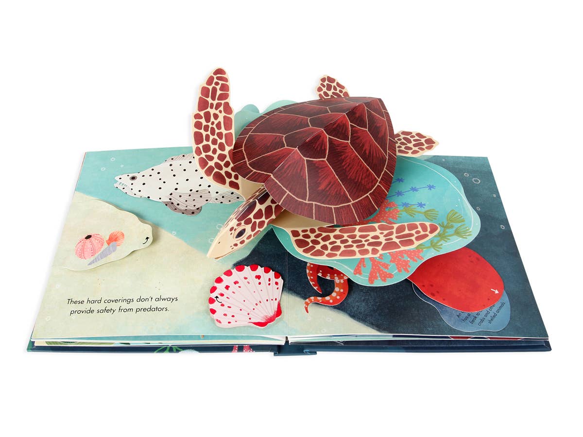Pop-up Book   |    Shells Of Wonder