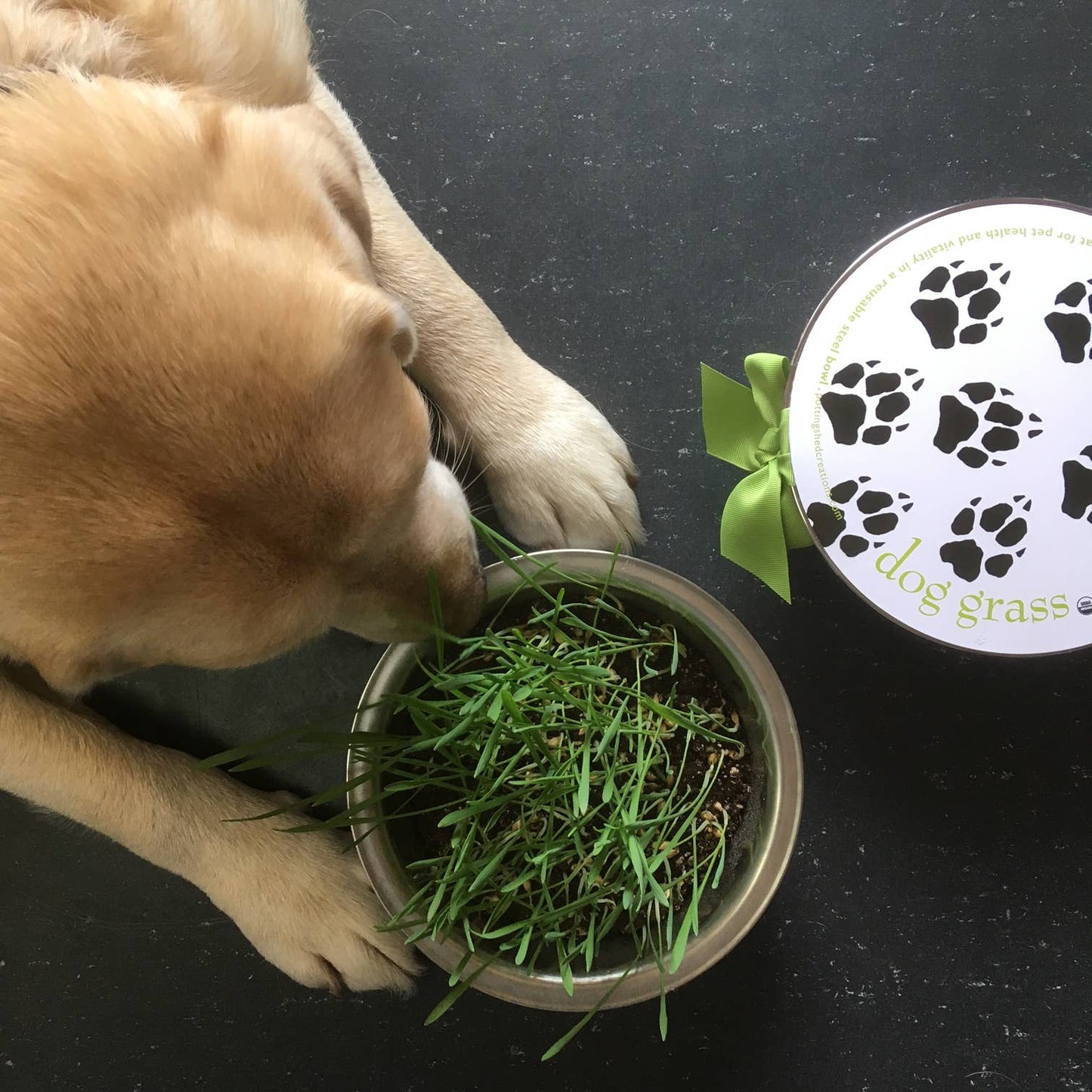 Pet Bowl | Dog Grass | Pet Treat | Dog Gift: Dog Grass