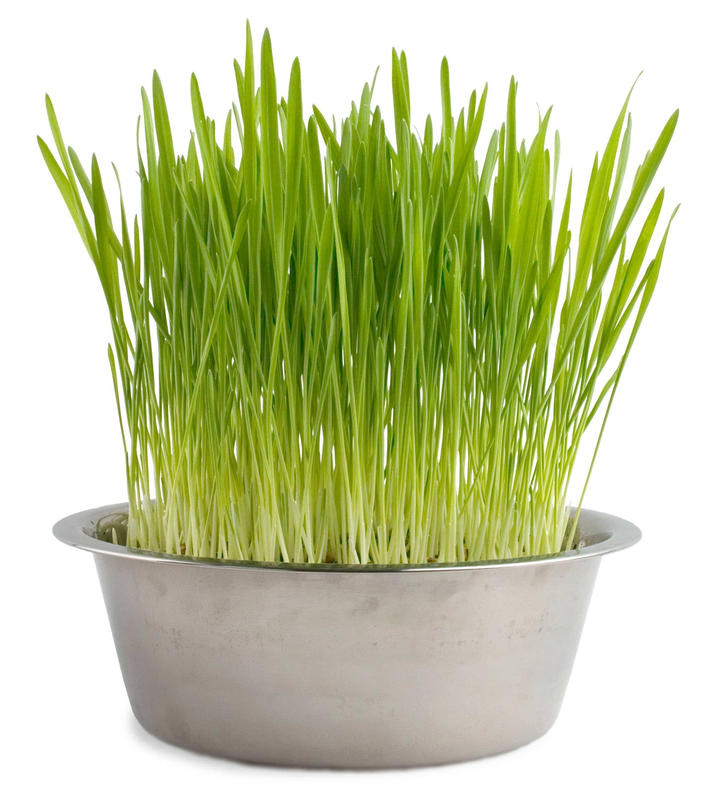 Pet Bowl | Cat Grass | Pet Treat | Cat Gift: Cat Grass
